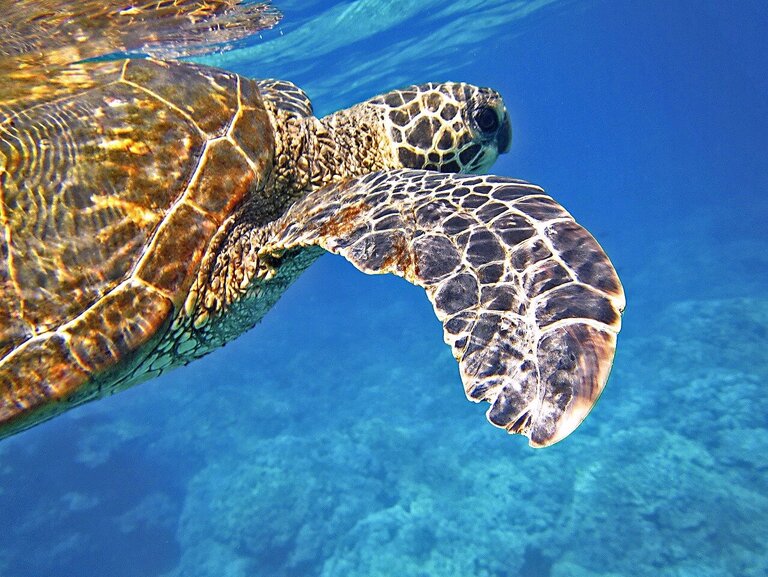 Meeresschildkröte unter Wasser 