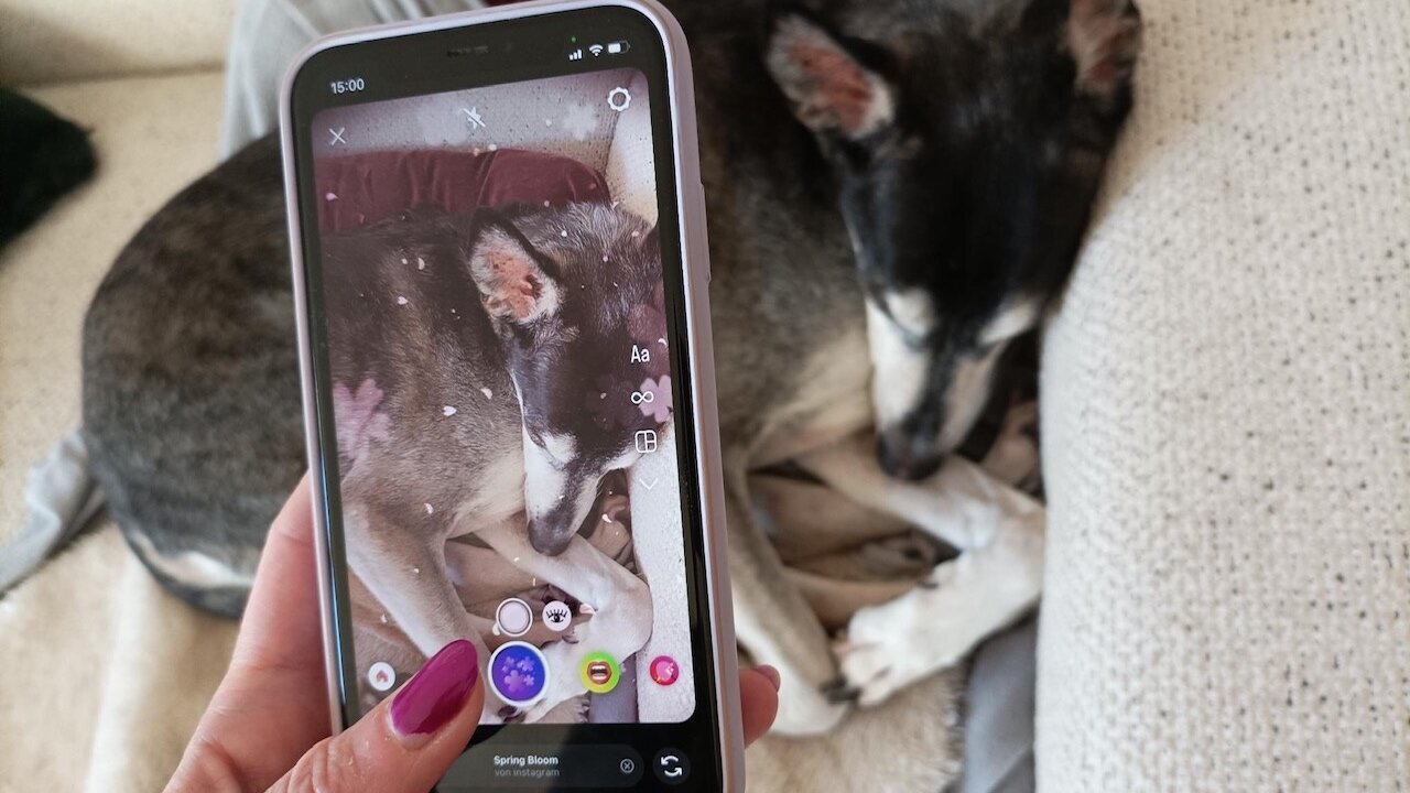 Hund liegt in Körbchen und wird fotografiert