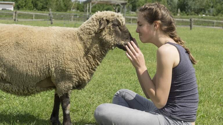 Mädchen schaut Schaf an